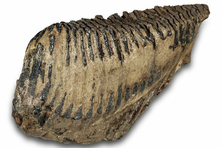 Woolly Mammoth Lower M Molar - North Sea Deposits #298456